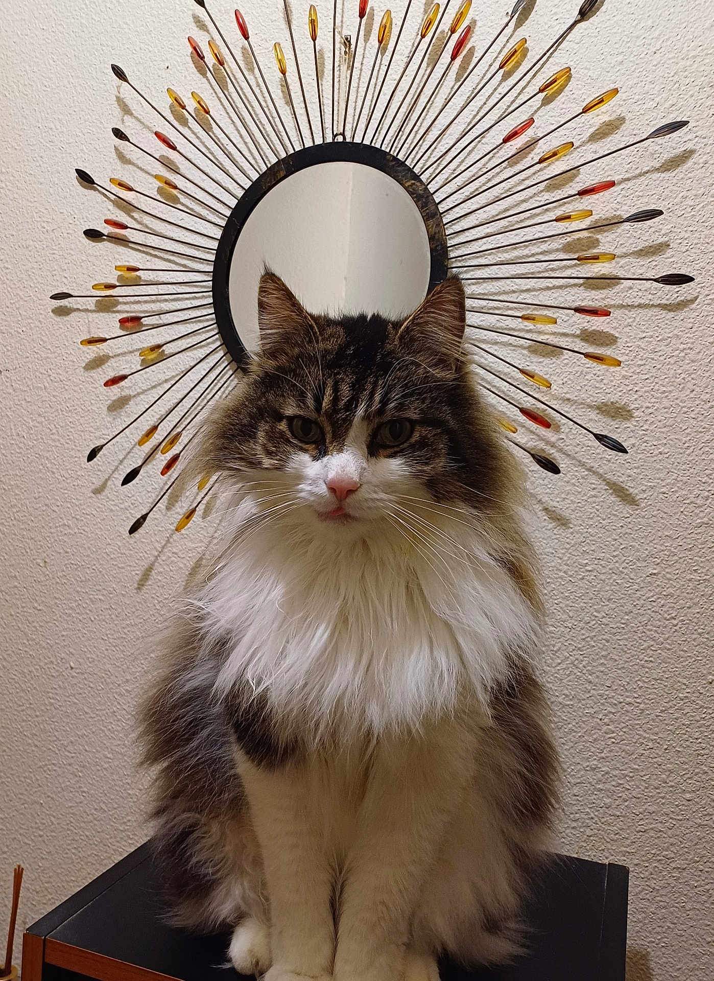 Buzzz participe au concours pour gagner de l'argent avec cette photo : animal, cat, cute, decor, domestic_cat, ears, face, fluffy, fur, furniture, indoor, long_hair, mirror, pet, portrait, round, sitting, table, wall, whiskers