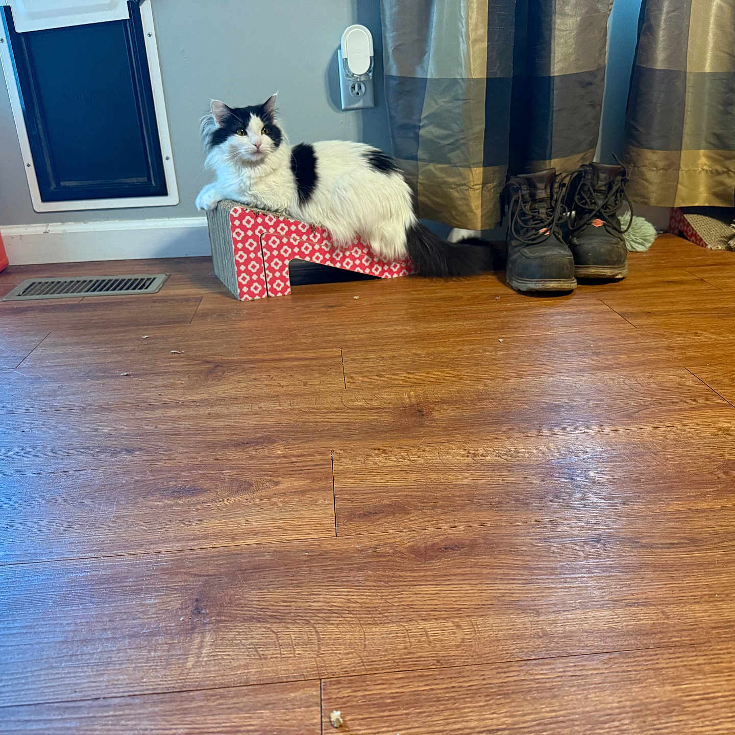 Fancy is registered to the contest to win money with this photo: cat, indoor, floor, scratcher, boots, curtain, wall, power_outlet, pest_control_container, wood_floor, black_and_white, pet, furniture, relaxing, animal, domestic, home, cozy, resting, living_space