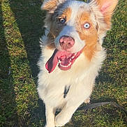 Ange participe au concours pour gagner de l'argent avec cette photo : dog, grass, tongue, blue_eyes, leash, outdoor, sunlight, shadow, ear, paws, white_fur, brown_fur, happy, panting, park, portrait, close_up, playful, pet, smiling