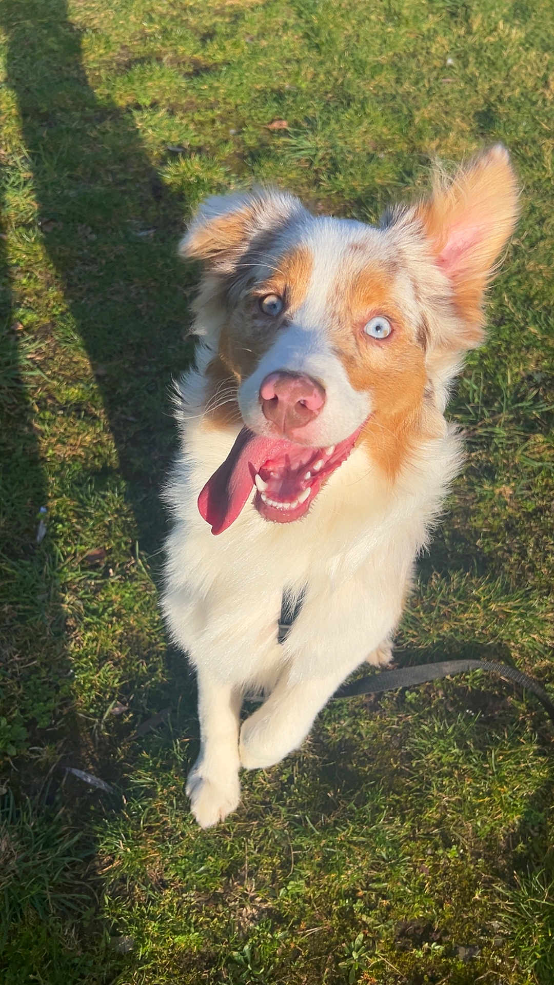 Ange participe au concours pour gagner de l'argent avec cette photo : dog, grass, tongue, blue_eyes, leash, outdoor, sunlight, shadow, ear, paws, white_fur, brown_fur, happy, panting, park, portrait, close_up, playful, pet, smiling