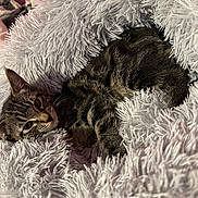 Skittles joined the competition — help win amazing prizes! cat, tabby, animal, pet, fur, cozy, blanket, soft, indoor, resting, sleepy, cute, whiskers, ears, relaxed, feline, comfort, cute_pet, nap, home