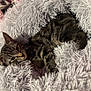 Bella joined the competition — help win amazing prizes! cat, tabby, animal, pet, fur, cozy, blanket, soft, indoor, resting, sleepy, cute, whiskers, ears, relaxed, feline, comfort, cute_pet, nap, home