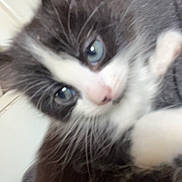 Bella is registered to the contest to win money with this photo: kitten, black_and_white, blue_eyes, close_up, feline, pet, young_animal, whiskers, fur, cute, indoor, portrait, animal, mammal, small, hand, blurred, soft_focus, domestic_cat, face