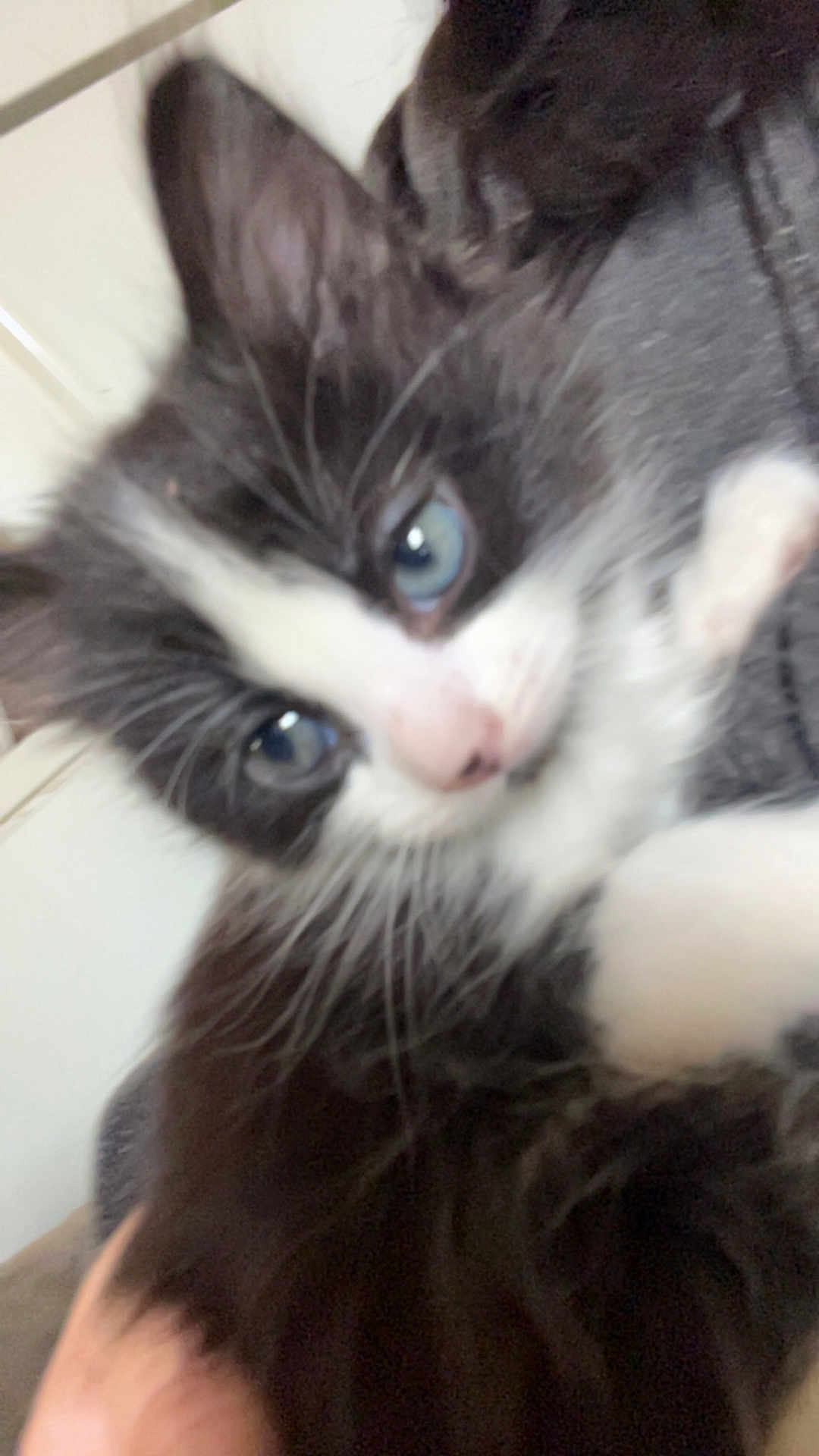 Bella