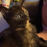 Nova is registered to the contest to win money with this photo: kitten, cat, tortoiseshell, pet, indoor, cup, fire_extinguisher, furniture, person_partial, glasses, dark_fur, close_up, curious, sitting, animal, young_cat, cozy, background_objects, domestic, portrait
