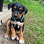 puppy, dog, collar, grass, dirt, outdoor, pet, young_dog, animal, sitting, cute, curious, backyard, nature, tag, black_fur, brown_fur, white_paws, ears, tail