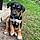 Romy