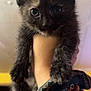 kitten, cat, animal, pet, furry, black_cat, cute, hand, bracelet, closeup, indoor, young, fur, whiskers, ears, paw, portrait, curious, domestic_animal, mammal