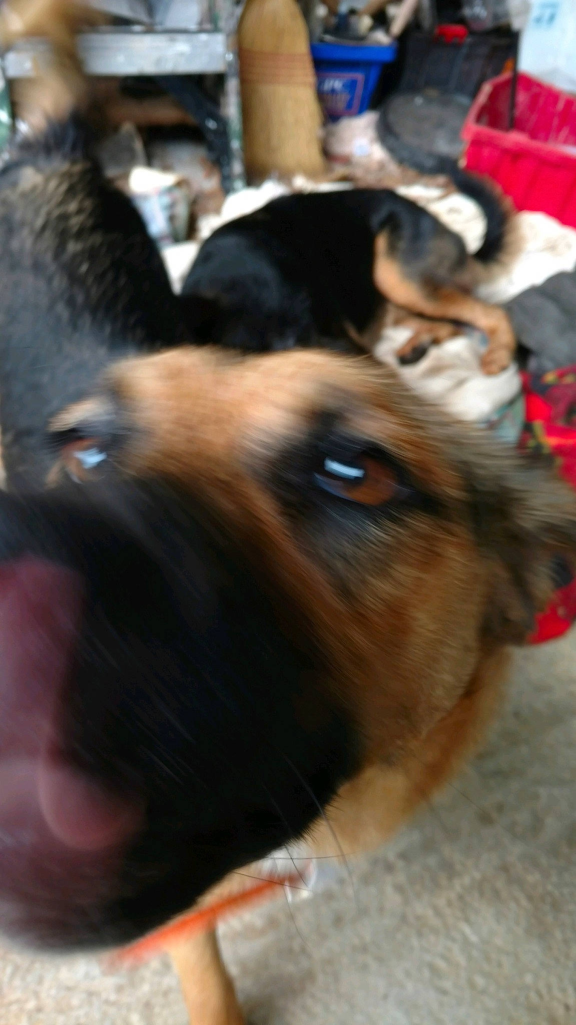 Finn joined the competition — help win amazing prizes! canidae, carnivore, dog, dog_breed, ear, fawn, german_shepherd_dog, puppy, snout