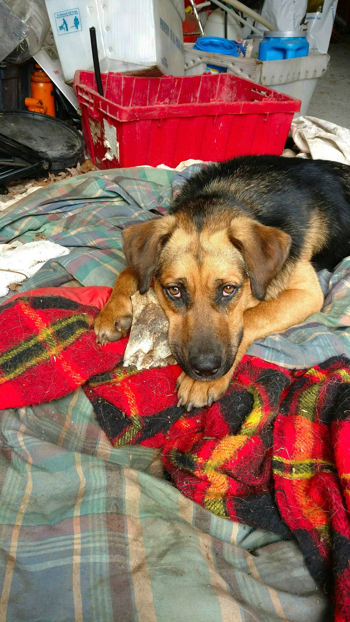 Finn is registered to the contest to win money with this photo: canidae, carnivore, dog, dog_breed, mammal, puppy, snout, vertebrate