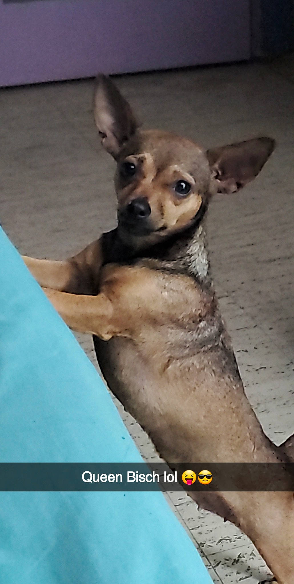 Chichi joined the competition — help win amazing prizes! ancient_dog_breeds, canidae, carnivore, chihuahua, companion_dog, dog, dog_breed, fawn, fur, non_sporting_group, paw, photo_caption, puppy, snout, sporting_group, tail, terrestrial_animal, toy_dog, whiskers, working_animal