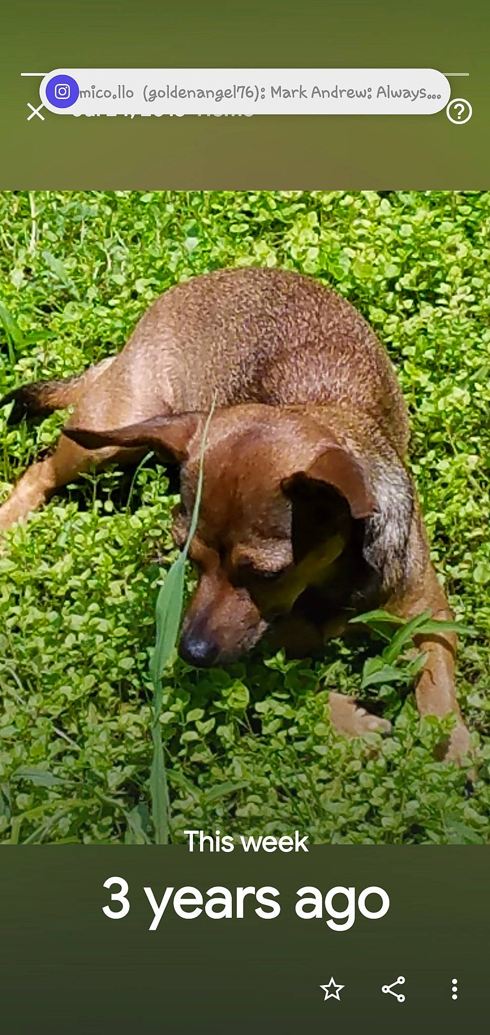 Chichi joined the competition — help win amazing prizes! adaptation, carnivore, dog_breed, fawn, grass, groundcover, herbaceous_plant, liver, organism, plant, plant_community, shrub, snout, soil, suidae, terrestrial_animal, terrestrial_plant, vegetation, wildlife, working_animal