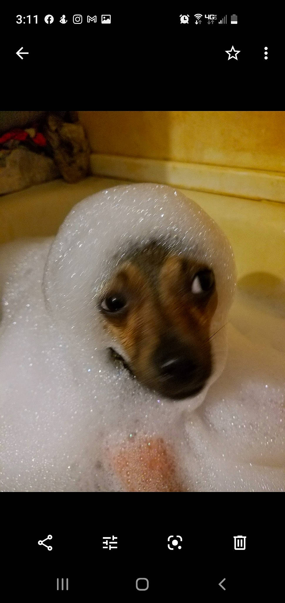 Chichi joined the competition — help win amazing prizes! carnivore, companion_dog, corgi_chihuahua, dog, dog_breed, eyelash, fur, non_sporting_group, paw, puppy, snout, sporting_group, tail, terrestrial_animal, toy_dog, whiskers