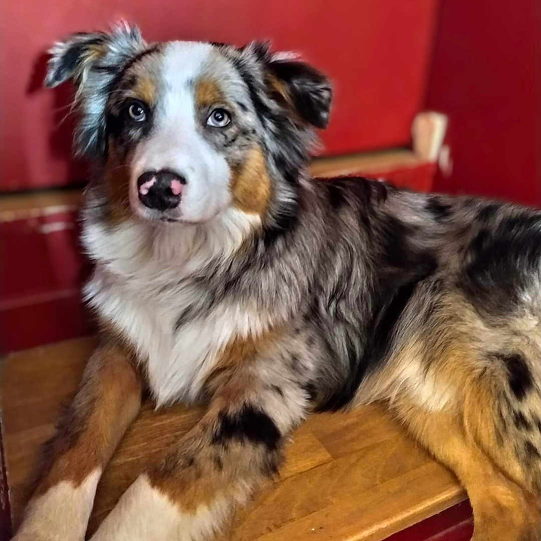 Ito participe au concours pour gagner de l'argent avec cette photo : animal, ball, canine, collie, couch, dog, football, furniture, hardwood, hound, husky, indoors, interiordesign, pet, plywood, puppy, snout, soccer, stainedwood, wood