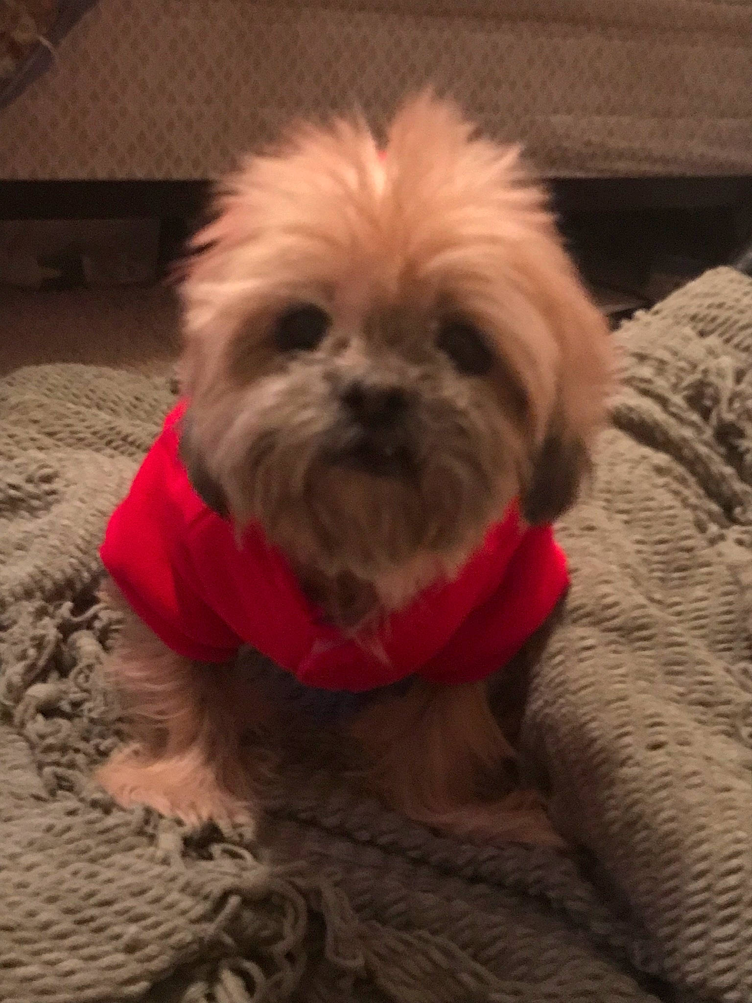 Tanner is registered to the contest to win money with this photo: cairn_terrier, canidae, carnivore, chinese_imperial_dog, companion_dog, dog, dog_breed, dog_clothes, griffon_bruxellois, lhasa_apso, maltese, mammal, morkie, pekapoo, puppy, schnoodle, shih_tzu, snout, toy_dog, vertebrate