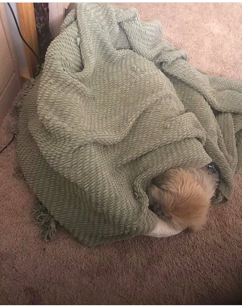 Tanner joined the competition — help win amazing prizes! baby, beige, bonnet, child, comfort, fur, headgear, knitting, nap, outerwear, sleep, sweater, wool