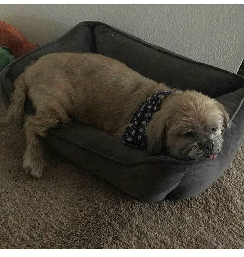 Tanner joined the competition — help win amazing prizes! canidae, carnivore, cavapoo, cockapoo, companion_dog, dog, dog_bed, dog_breed, fur, havanese, lhasa_apso, nap, poodle_crossbreed, puppy, rare_breed_dog, schnoodle, shih_poo, shih_tzu, sporting_group, toy_dog