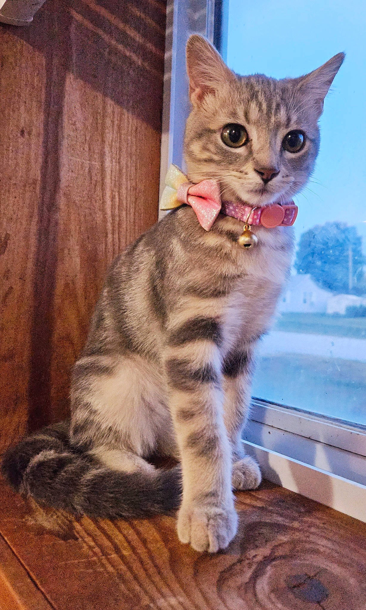 Tootsie is registered to the contest to win money with this photo: carnivore, cat, claw, domestic_short_haired_cat, fawn, felidae, fur, hardwood, paw, sitting, sky, small_to_medium_sized_cats, snout, tail, terrestrial_animal, water, whiskers, wildlife, window, wood