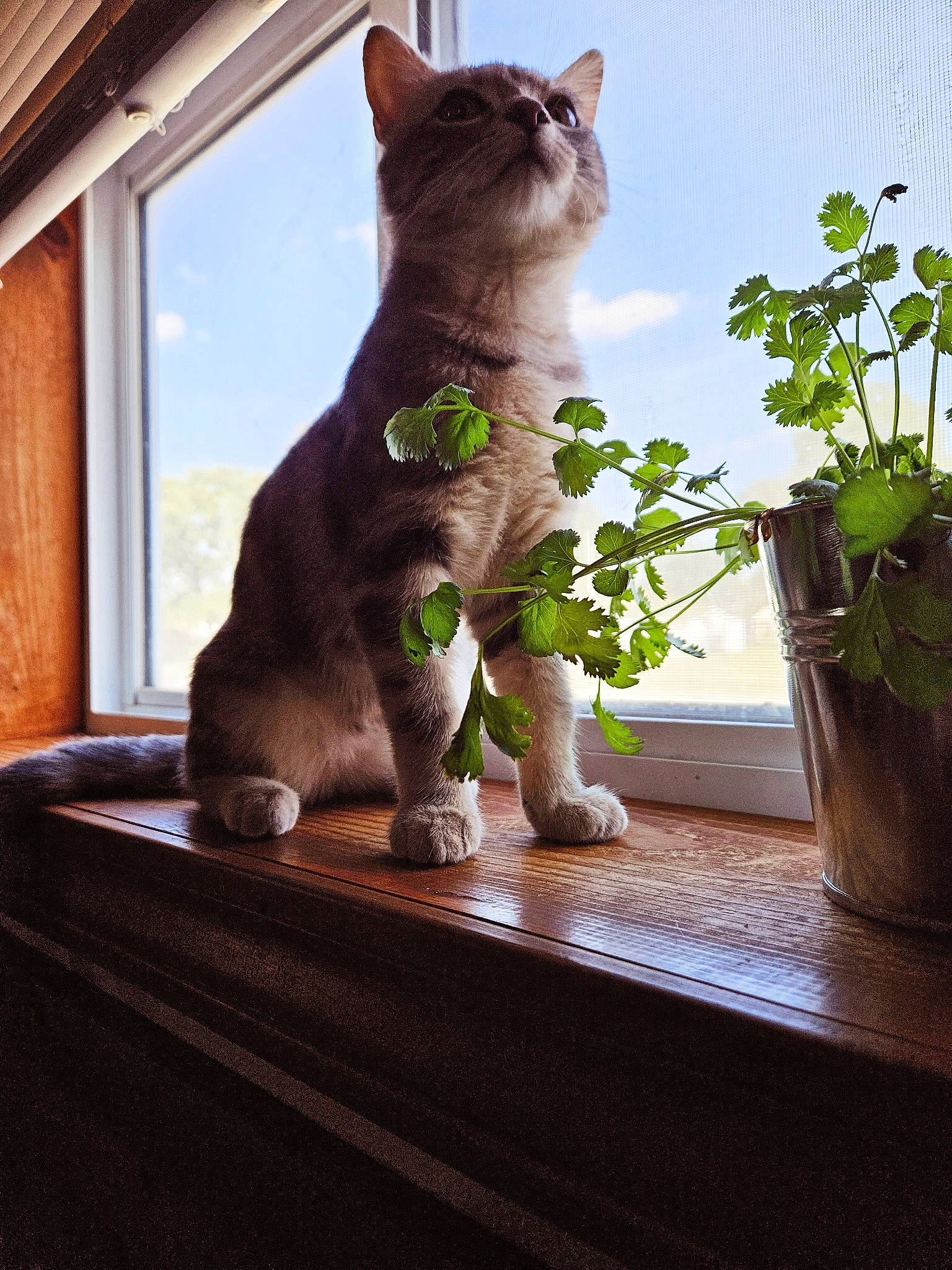 Tootsie joined the competition — help win amazing prizes! annual_plant, carnivore, cat, domestic_short_haired_cat, fawn, felidae, flowerpot, fur, grass, herb, houseplant, plant, sitting, small_to_medium_sized_cats, snout, tail, tree, whiskers, window, wood