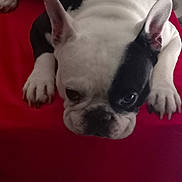Raymond a rejoint le concours — aidez-le/la à gagner de superbes lots ! dog, french_bulldog, black_and_white, pet, animal, lying_down, red_surface, indoor, chair, curious, close_up, ears_up, paw, face, looking, fur, domestic_animal, resting, cute, companion