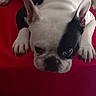 dog, french_bulldog, black_and_white, pet, animal, lying_down, red_surface, indoor, chair, curious, close_up, ears_up, paw, face, looking, fur, domestic_animal, resting, cute, companion