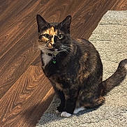 Peanut joined the competition — help win amazing prizes! cat, tortoiseshell_cat, feline, pet, green_eyes, whiskers, collar, bell, sitting, paws, white_paws, tail, rug, carpet, hardwood_floor, wood_floor, shoe, leopard_print_shoe, indoor, portrait