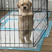 Theodore joined the competition — help win amazing prizes! puppy, dog, playpen, cage, indoors, training_pads, floor, wooden_floor, light, shadow, cute, fluffy, pet, animal, young_dog, standing, bars, gripping, small_dog, fur