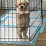 puppy, dog, playpen, cage, indoors, training_pads, floor, wooden_floor, light, shadow, cute, fluffy, pet, animal, young_dog, standing, bars, gripping, small_dog, fur