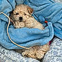 Theodore joined the competition — help win amazing prizes! puppy, dog, blanket, blue_blanket, bed, dog_bed, toy, rope_toy, fluffy, cute, sleepy, cozy, indoor, pet, animal, fur, paw, snug, relaxed, small_dog