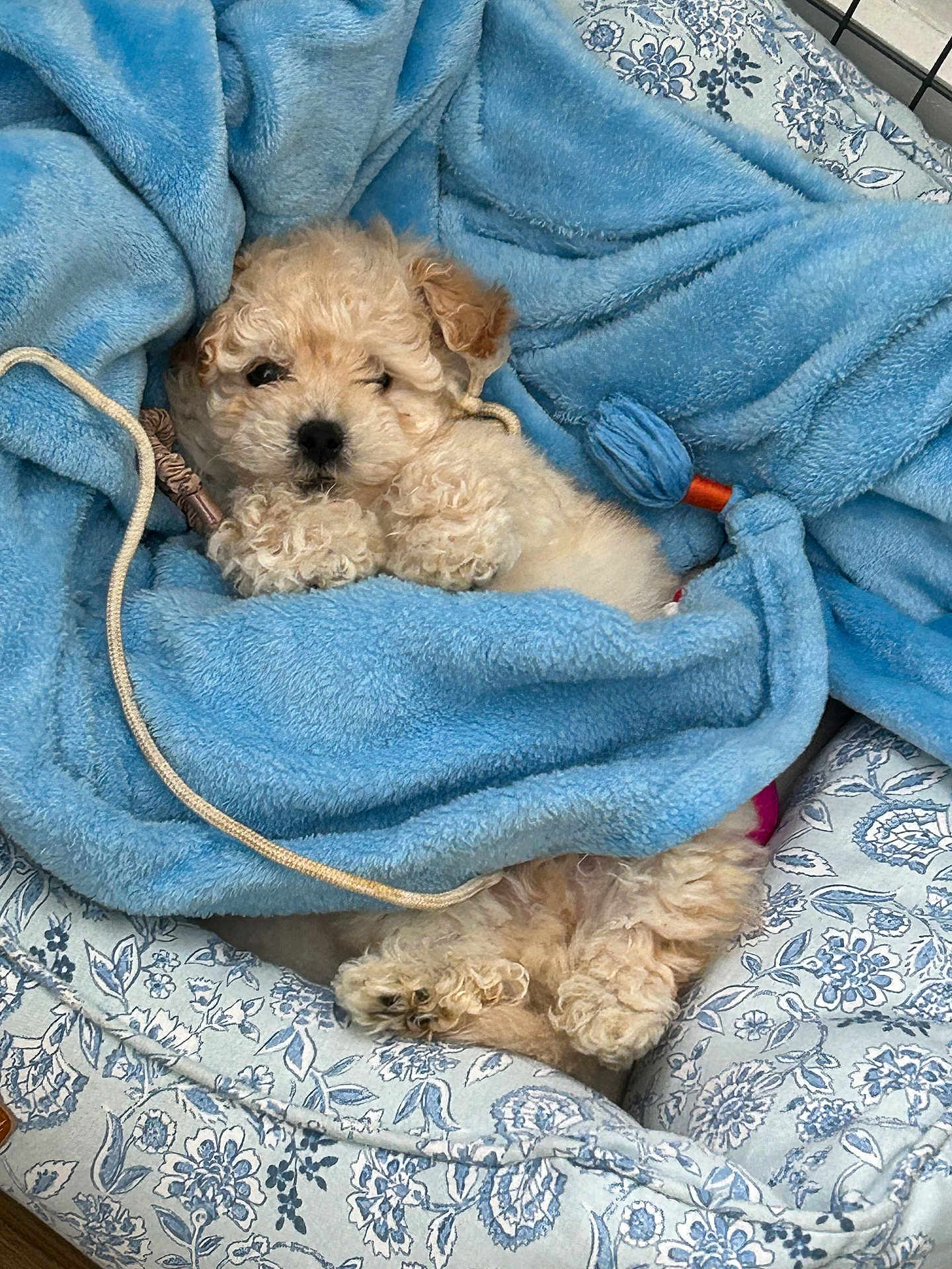 Theodore