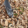 Carmy is registered to the contest to win money with this photo: animal, autumn_leaves, cat, close_up, curious, daylight, dry_leaves, fall, feline, grass, gray_cat, ground, leaf_litter, looking_up, mammal, nature, outdoor, pet, walking, yellow_eyes