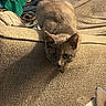 Carmy is registered to the contest to win money with this photo: animal, closeup, clothing, couch, cozy, curious, cute, fabric, feline, furniture, gray_cat, home, indoor, kitten, pet, pile, resting, slipper, texture, young