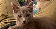Carmy is registered to the contest to win money with this photo: animal, cat, cozy, cushion, cute, ears, eyes, fur, furniture, gray_cat, indoor, kitten, lap, living_room, person, pet, plant, resting, whiskers, young