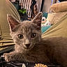animal, cat, cozy, cushion, cute, ears, eyes, fur, furniture, gray_cat, indoor, kitten, lap, living_room, person, pet, plant, resting, whiskers, young