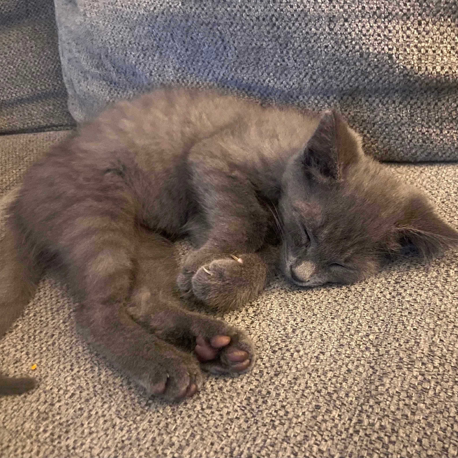 Carmy is registered to the contest to win money with this photo: animal, claws, couch, cozy, cute, domestic, feline, fur, gray_cat, indoor, kitten, nap, paw, pet, relaxation, resting, sleeping, small, soft, texture