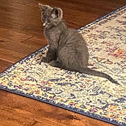 Carmy is registered to the contest to win money with this photo: animal, cat, cozy, curious, cute, domestic_animal, feline, floor, floor_covering, furry, gray_cat, home, indoor, kitten, patterned_rug, pet, rug, sitting, wood_flooring, young_cat