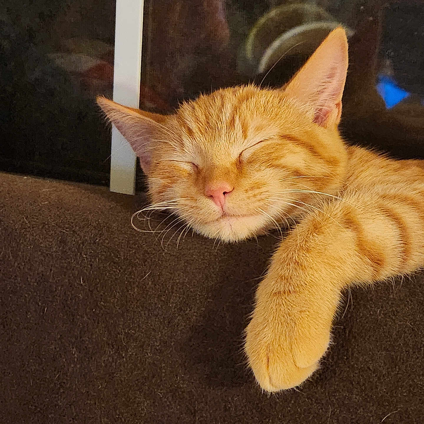 Tigger joined the competition — help win amazing prizes! abyssinian, animal, armchair, cat, chair, couch, furniture, hardwood, kitten, manx, person, pet, plywood, siamese, sleeping, wood