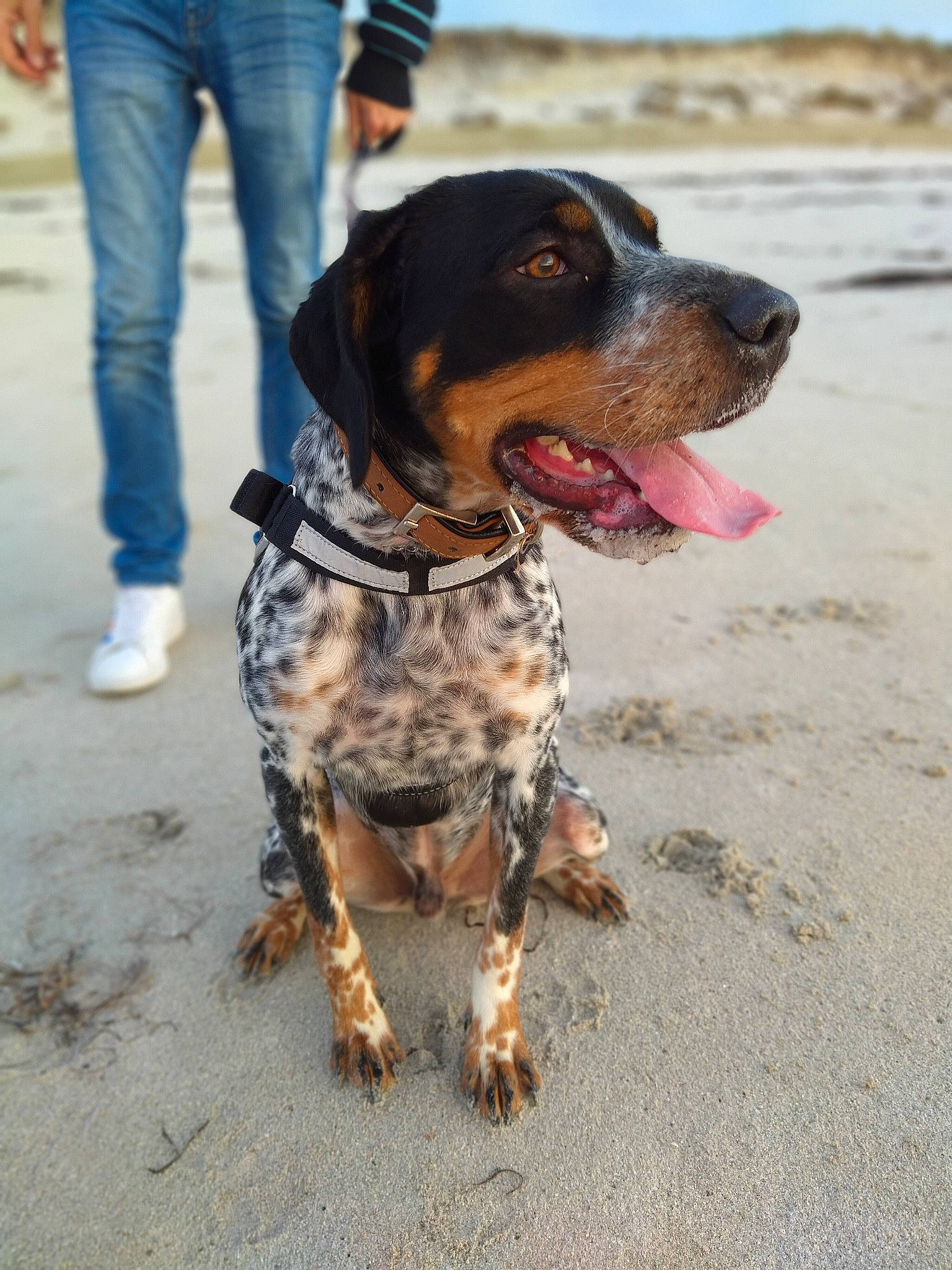 Pataud a rejoint le concours — aidez-le/la à gagner de superbes lots ! beach, boot, canidae, carnivore, collar, companion_dog, dog, dog_breed, dog_supply, fawn, fun, fur, jeans, leash, scent_hound, sky, snout, sporting_group, street_fashion, working_dog