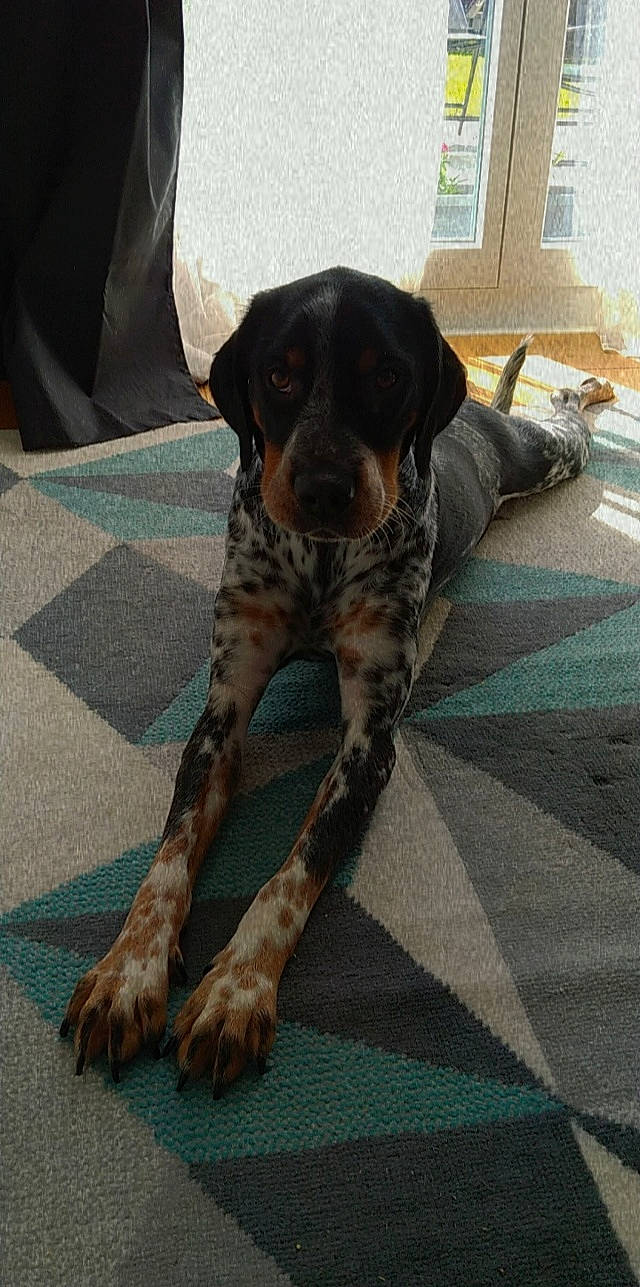 Pataud participe au concours pour gagner de l'argent avec cette photo : canidae, carnivore, collar, companion_dog, dog, dog_breed, fawn, flooring, fur, guard_dog, gun_dog, liver, plott_hound, snout, sporting_group, tail, terrestrial_animal, window, working_animal, working_dog