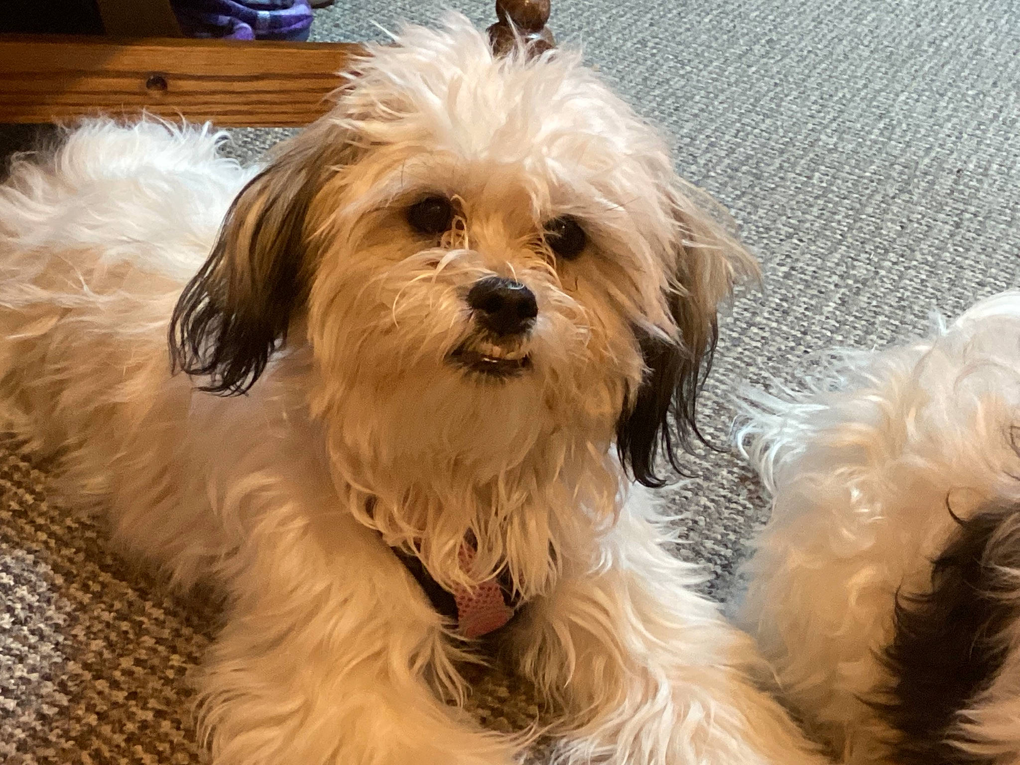 Stella