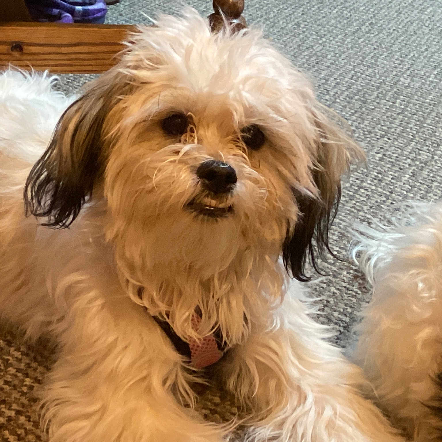 Stella