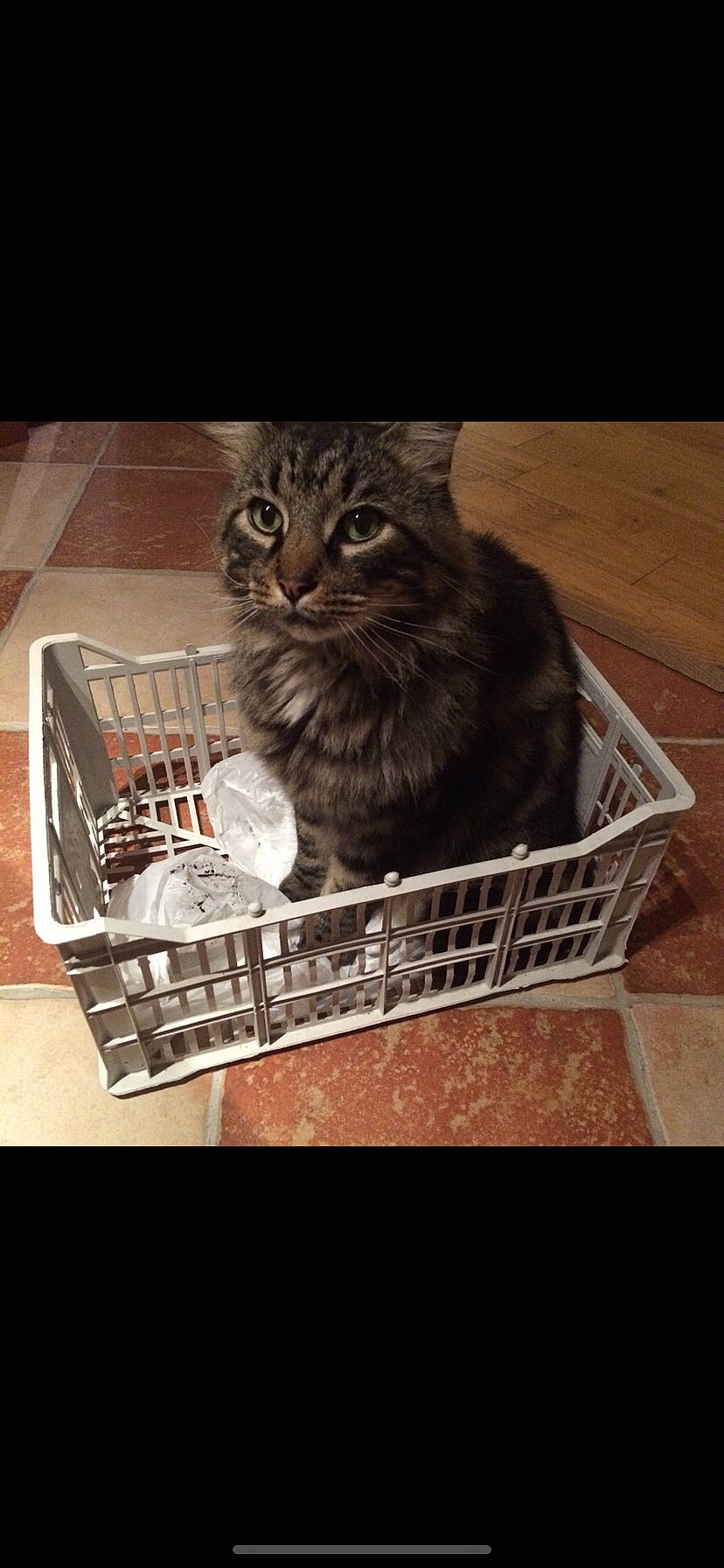 Harley a rejoint le concours — aidez-le/la à gagner de superbes lots ! asian, basket, carnivore, cat, domestic_short_haired_cat, european_shorthair, felidae, kitten, maine_coon, norwegian_forest_cat, small_to_medium_sized_cats, whiskers