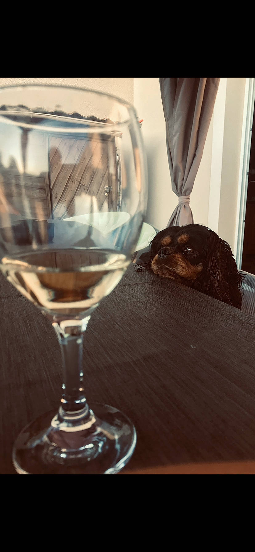 Maverick a rejoint le concours — aidez-le/la à gagner de superbes lots ! barware, champagne_stemware, drink, drinkware, glass, room, snifter, stemware, still_life_photography, table, tableware, wine_glass