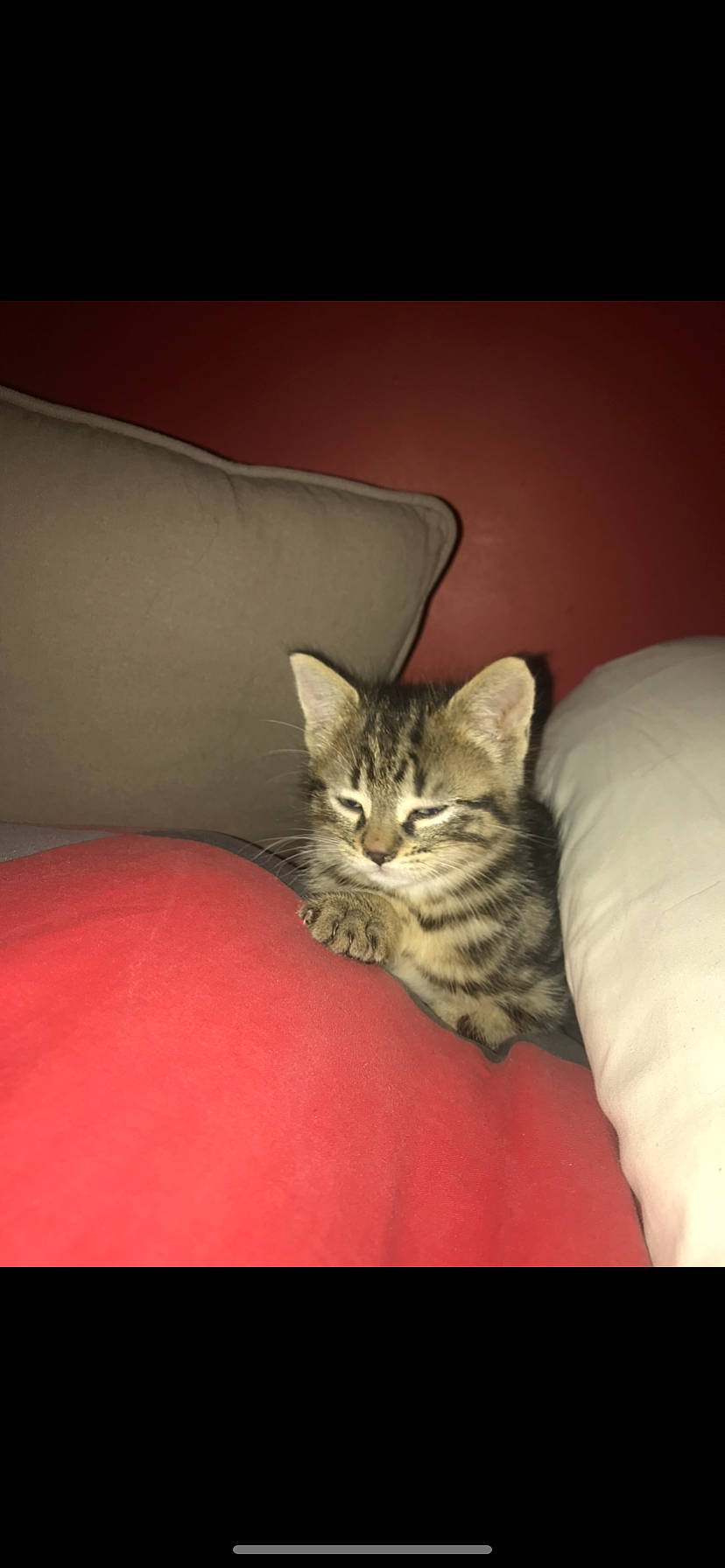 Owen participe au concours pour gagner de l'argent avec cette photo : american_shorthair, asian, bengal, carnivore, cat, couch, domestic_short_haired_cat, dragon_li, european_shorthair, felidae, fur, kitten, mammal, pixie_bob, small_to_medium_sized_cats, tabby_cat, whiskers