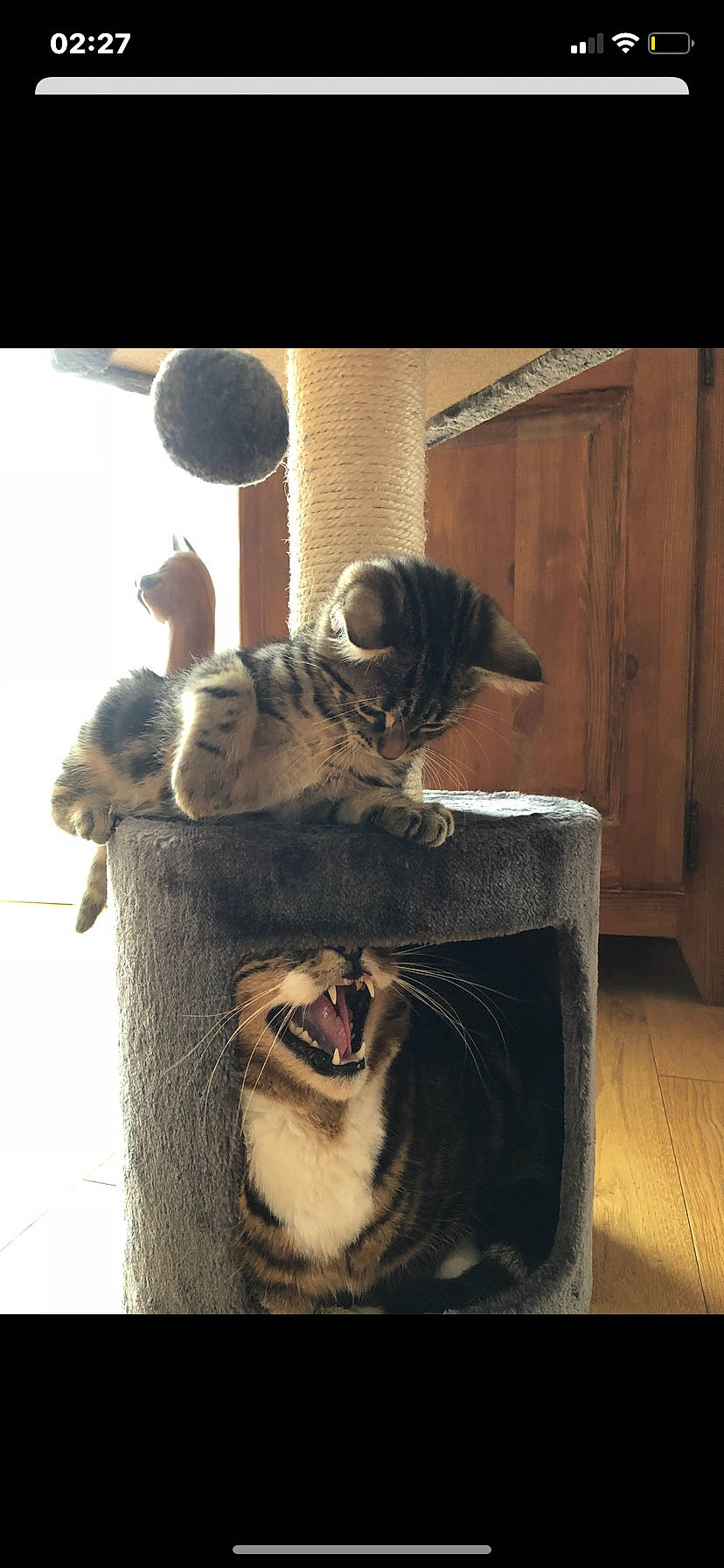 Owen participe au concours pour gagner de l'argent avec cette photo : canidae, carnivore, cat, fawn, snout