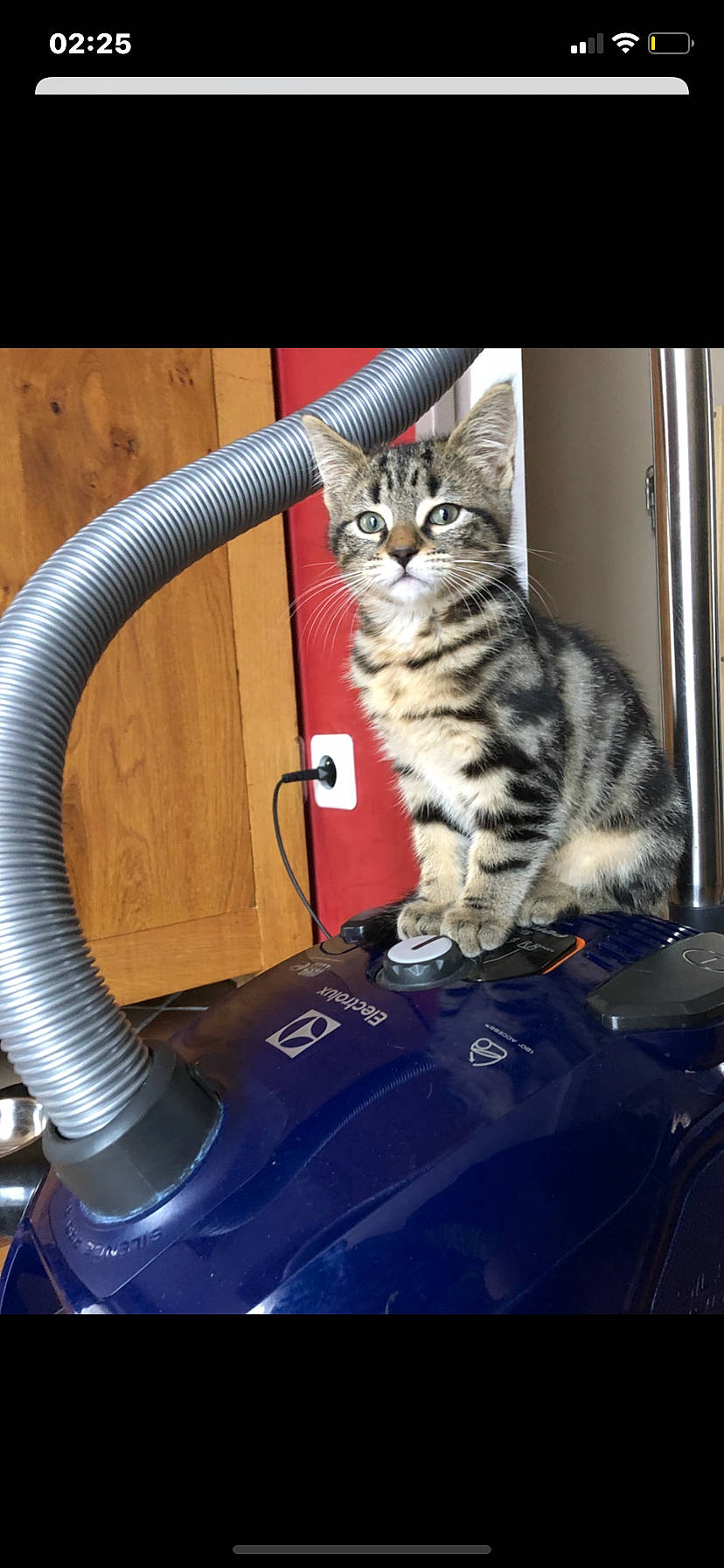 Owen a rejoint le concours — aidez-le/la à gagner de superbes lots ! american_shorthair, asian, carnivore, cat, domestic_short_haired_cat, dragon_li, european_shorthair, felidae, kitten, mammal, small_to_medium_sized_cats, tabby_cat, tail, wheel, whiskers