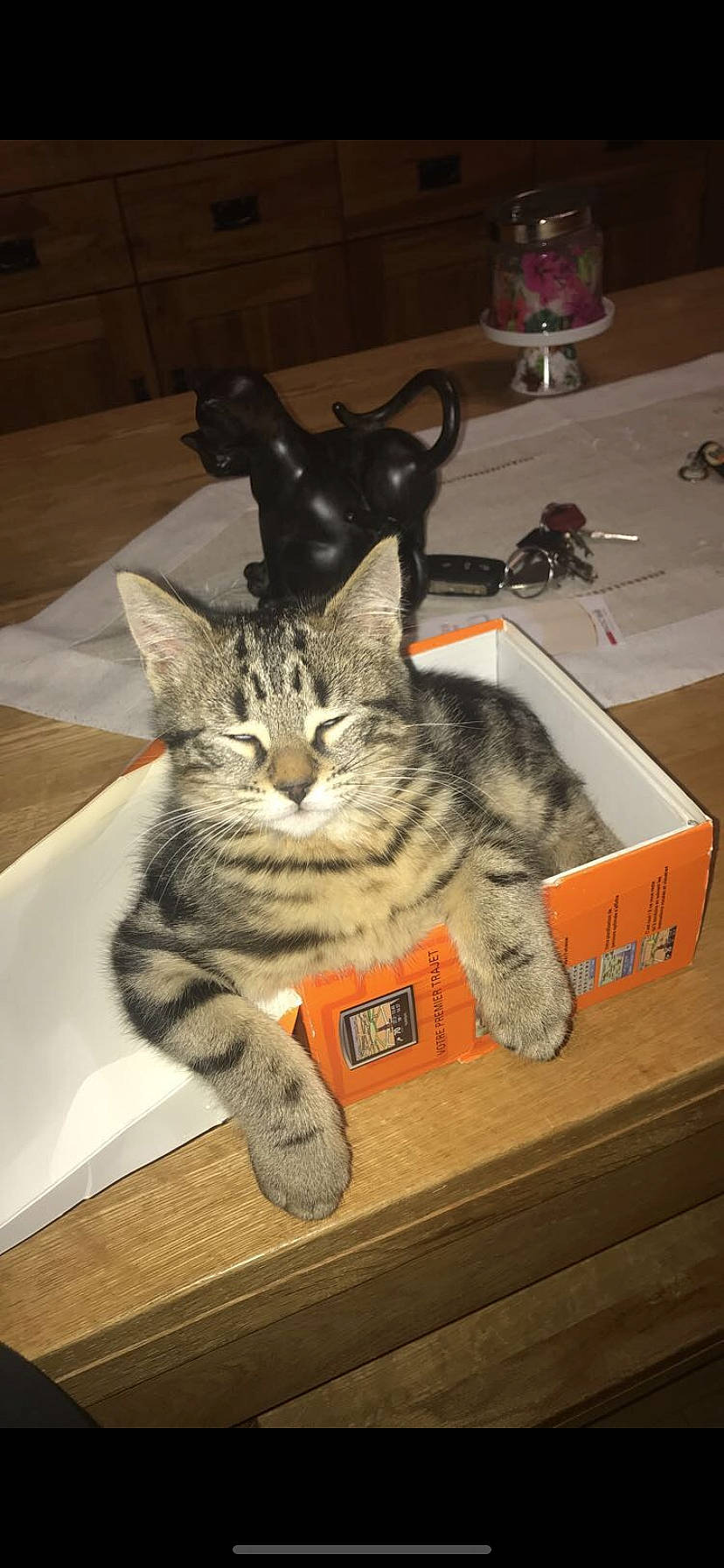 Owen a rejoint le concours — aidez-le/la à gagner de superbes lots ! american_shorthair, asian, box, california_spangled, carnivore, cat, domestic_short_haired_cat, dragon_li, egyptian_mau, european_shorthair, felidae, kitten, mammal, ocicat, paw, polydactyl_cat, small_to_medium_sized_cats, tabby_cat, tail, whiskers