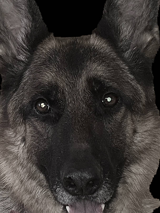 Banjo participe au concours pour gagner de l'argent avec cette photo : canidae, carnivore, close_up, darkness, dog, dog_breed, eye, fur, german_shepherd_dog, jaw, king_shepherd, monochrome, monochrome_photography, snout, sporting_group, terrestrial_animal, whiskers, wildlife, working_animal, working_dog