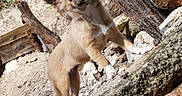 Olga participe au concours pour gagner de l'argent avec cette photo : canidae, carnivore, fawn, wildlife