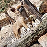 Olga participe au concours pour gagner de l'argent avec cette photo : canidae, carnivore, fawn, wildlife